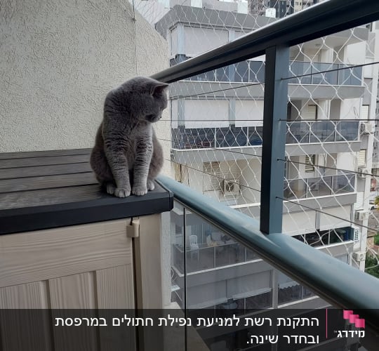 חתול יושב על ארון במרפסת עם רשת הגנה
